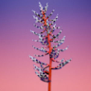 Meet your Posher, Samuel